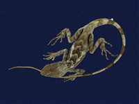 藏品(斯文豪氏攀蜥)的圖片
